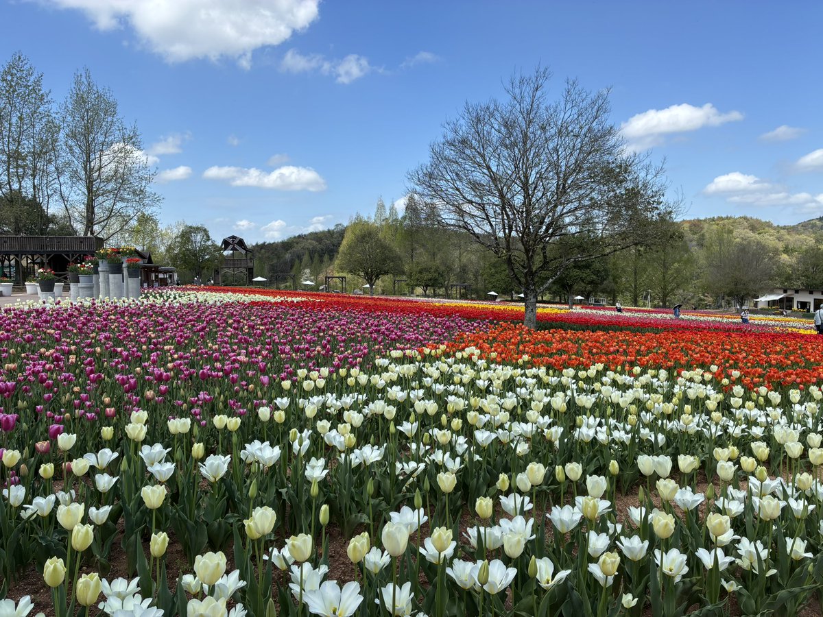 serakogen's tweet photo. 満開です🌷🌷

園内のチューリップがほぼほぼ咲き揃い満開と宣言できる今日が晴天で安心しました☀️
初恋の丘では遅咲きが咲き揃い、虹の畑、風車の畑では早咲きと遅咲きがタスキをつなぐように交代していきます🎽
駅伝でも有名な世羅町なのでこのフレーズを去年から準備してました https://t.co/S12tl3vClN