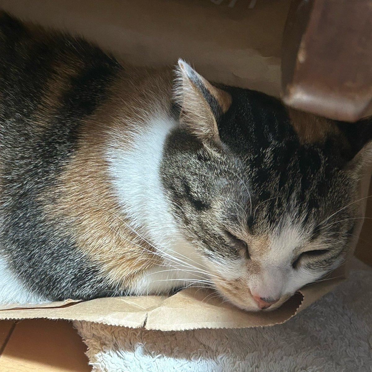 カニちゃん@ランニング&キャンピングカー tweet media