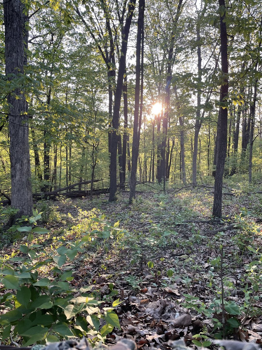 ChadWard633's tweet photo. Haven’t heard a gobble in my zip code yet. But damn it’s a pretty morning https://t.co/k1erp39aMU