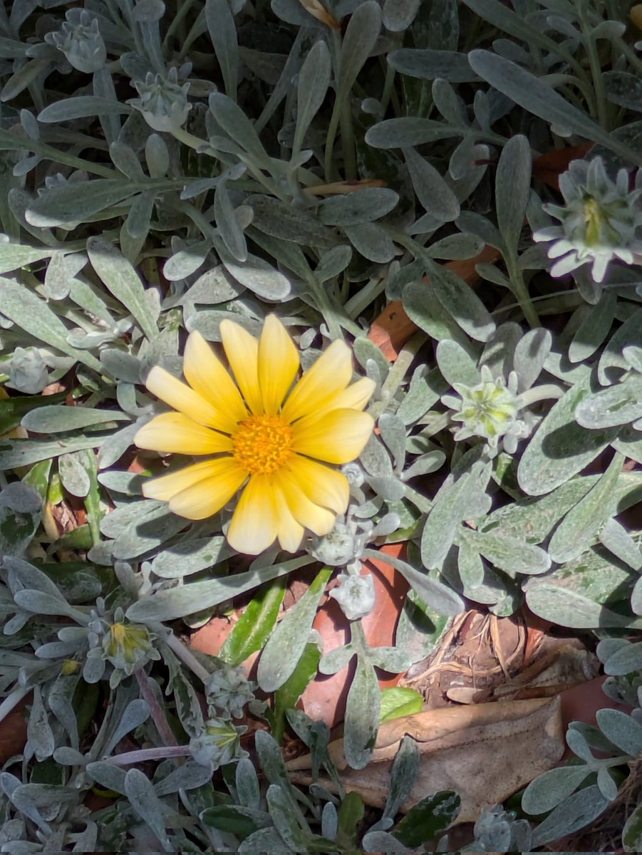 あずニャン tweet media