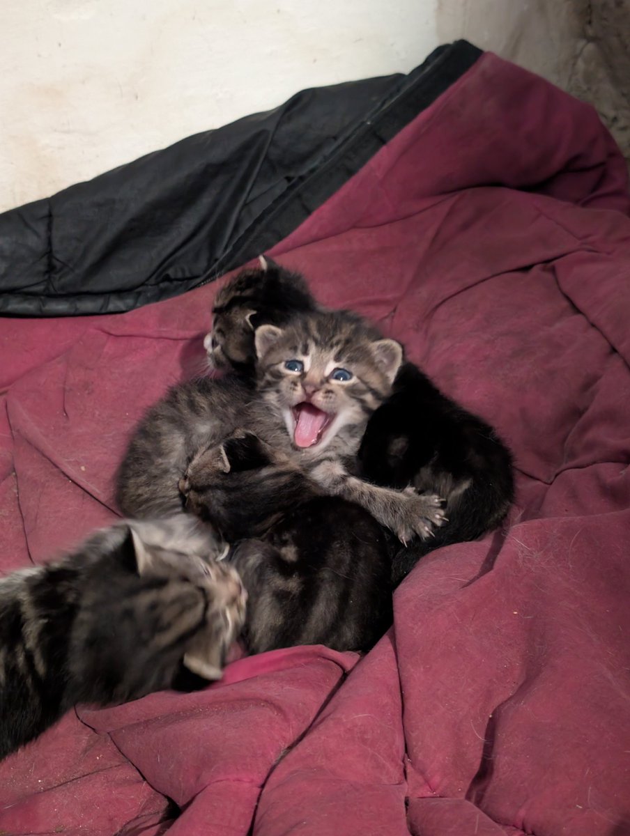 Моя реакція на те що командир побачив новий дешевий БпЛА, бо чує моя срака що поїду я і на нього вчитися...