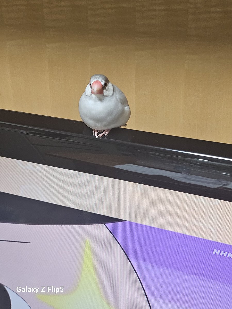 teressa francesca tweet media