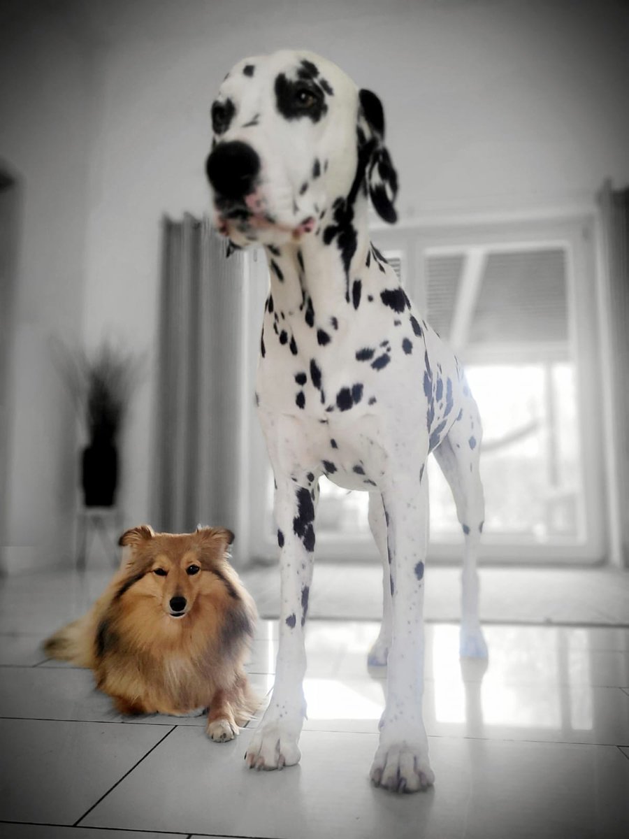 Peppermint Patty tweet media