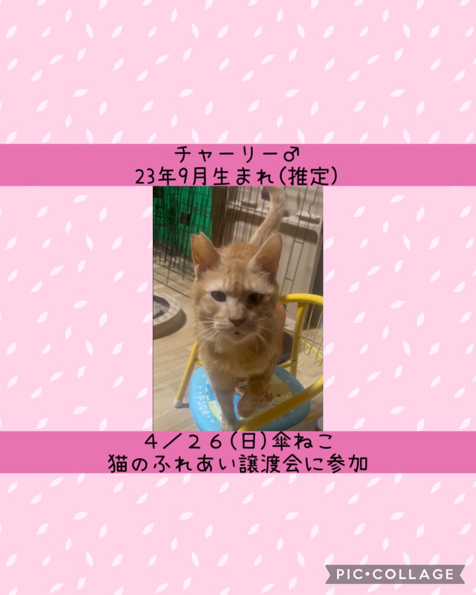 casaneco22's tweet photo. イケメンチャーリーが爆誕しました🥰
スリゴロちゃんですので、是非可愛がってあげてください💕

次回譲渡会は、4/26(日)習志野自衛隊前ドッグラン❣️
ぜひ会いに来てね😸

#傘ねこ譲渡会 #傘ねこ#保護猫譲渡会 #保護猫譲渡会千葉 #保護猫を家族に https://t.co/sXRmWBHC1B