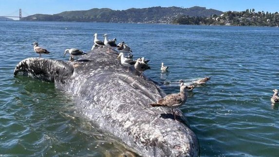 Voice7Europe's tweet image. Gray whales dying in San Francisco Bay: nearly 1 in 5 don't survive. Hungry from climate-driven prey loss, they enter busy waters — many struck by ships. Scientists warn it's a deadly new trap for the struggling population. "#GrayWhales #SanFranciscoBay #ClimateChange #WhaleDeath