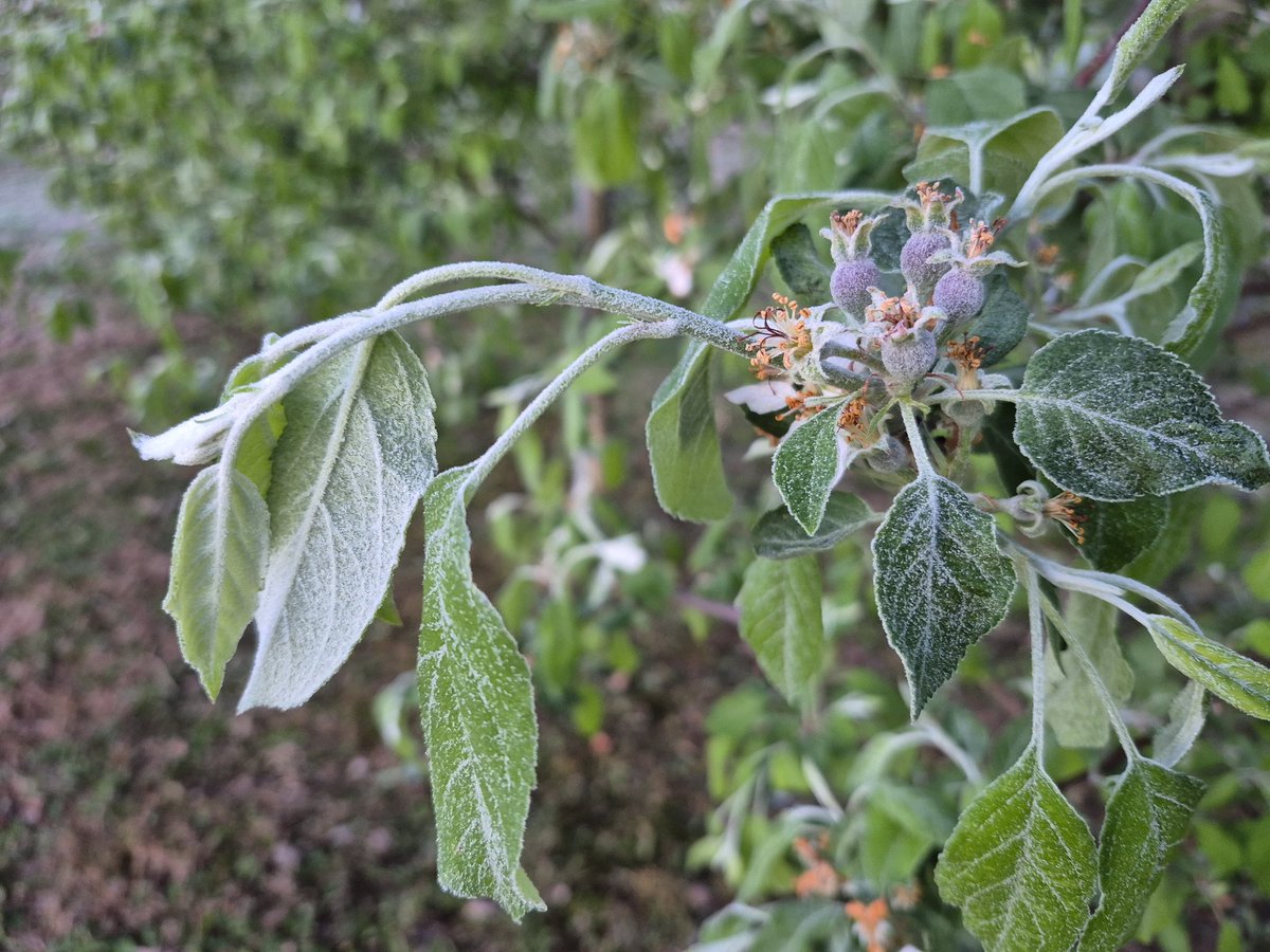 EricOtt19's tweet photo. Cold morning in central Indiana.  Bottomed out at 29.1°F in Hancock County just after sunrise.  Apple trees did not like it, but should have minimal fruit damage.  #spring #fruit #apples #freeze #inwx https://t.co/PatiSMKTod
