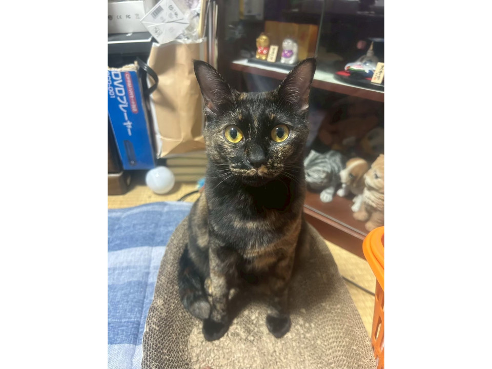 【ネコジルシ】迷い猫情報 tweet media