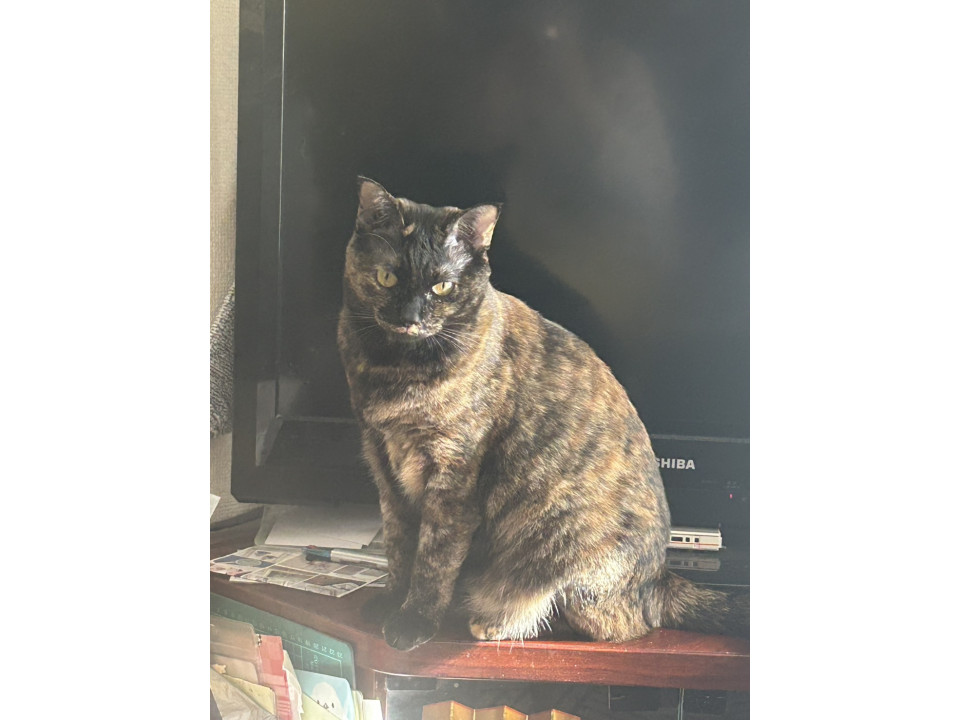 【ネコジルシ】迷い猫情報 tweet media