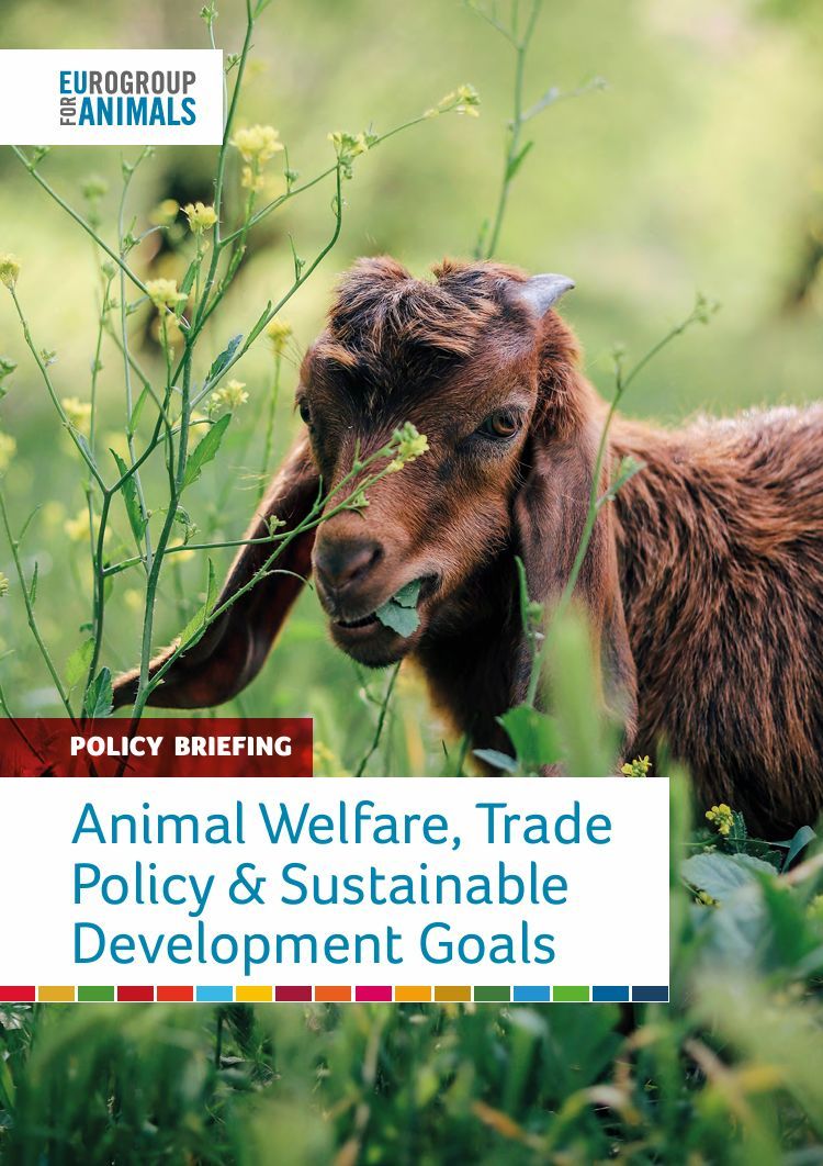 Act4AnimalsEU's tweet image. 2030 is closer than it looks. Only 18% of SDG targets are on track. Our brief shows why animal welfare has to be part of the solution.

#AnimalWelfare #SDGs