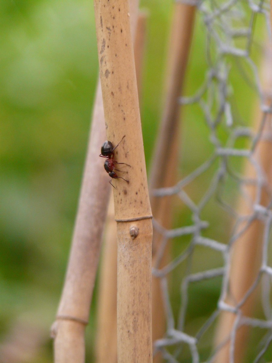 TCPestSolutions's tweet photo. Spot a Queen Ant in a Spring Swarm: A Quick Guide
https://t.co/Un0uSGgZYQ https://t.co/8KEgKKci7X