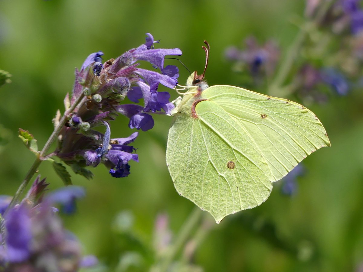 ScienceChannel's tweet image. Butterfly or tiny leaf in disguise? 🦋

The common brimstone blends perfectly into its surroundings, using leaf-like wings and clever camouflage to stay hidden from predators!

📸: Claudia G

#butteryfly #spring #Gonepteryxrhamni
