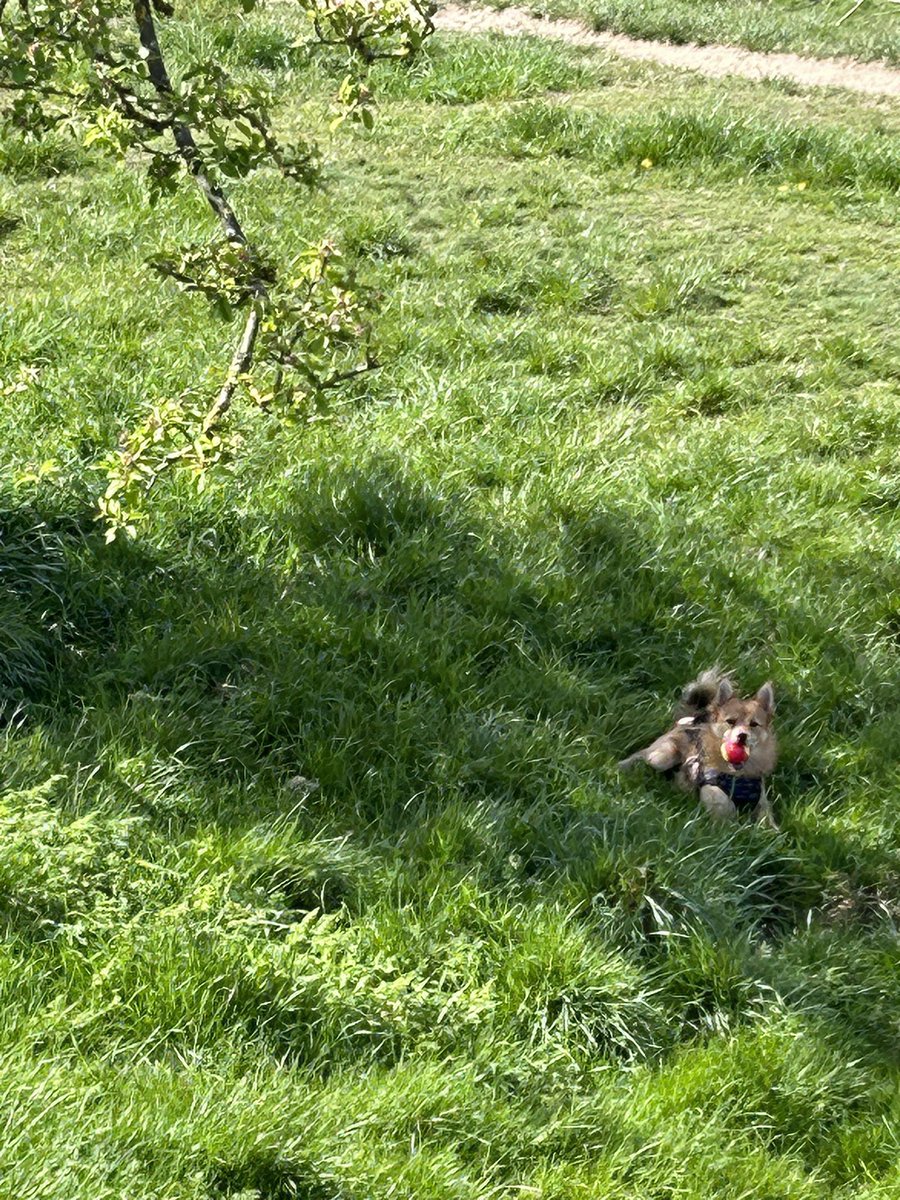 Leo _RIP TetleyBum 🌈🌈😊😊🐶🐶 tweet media