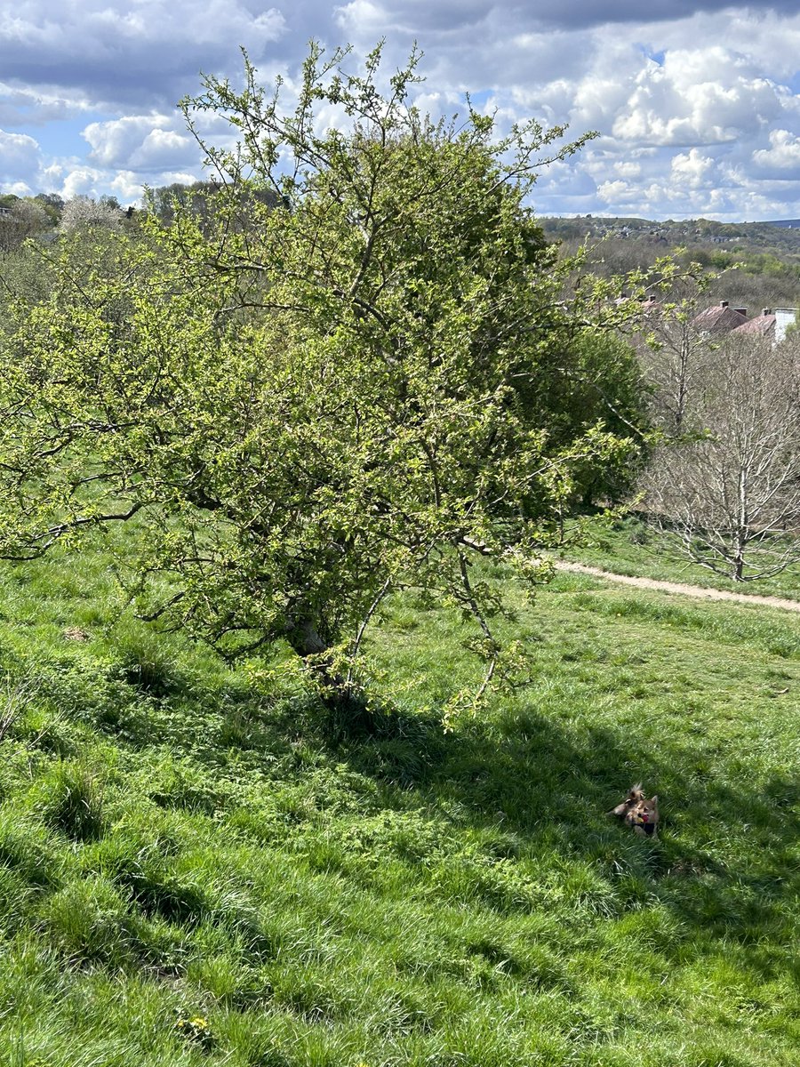 Leo _RIP TetleyBum 🌈🌈😊😊🐶🐶 tweet media