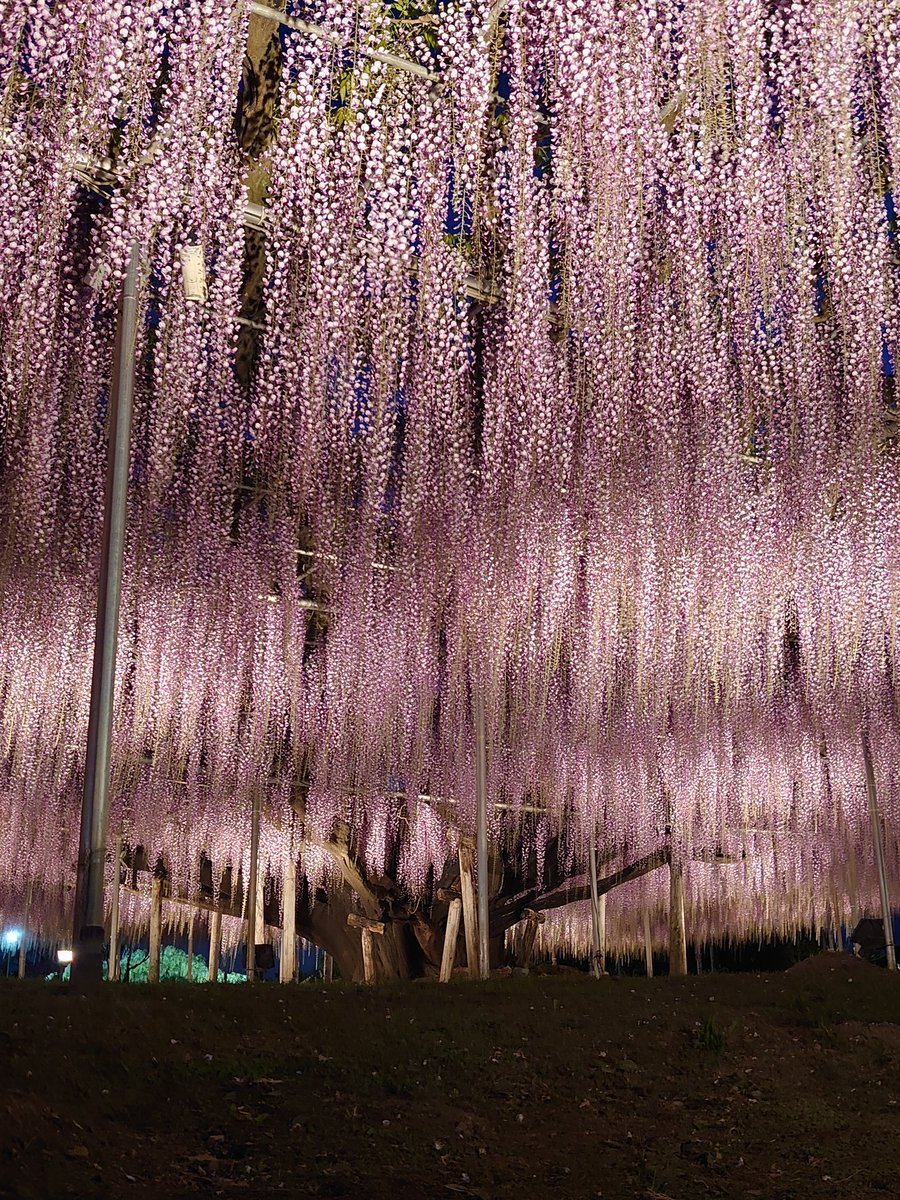 maririn63's tweet photo. あしかがフラワーパークで
夜のお散歩
凄すぎて泣いちゃった https://t.co/qoOjJEy2v8