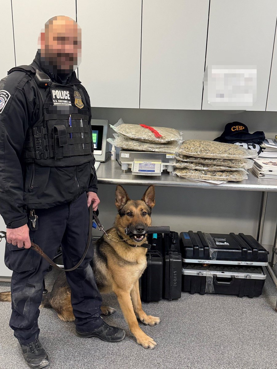 OFOEAC's tweet image. Two travelers tried to hide their stash, but K9 Waldo and his @dfobuffalo handler went straight to the rear quarter panel and then alerted. Officers found 6 bags, over 6 lbs. of mj concealed within the vehicle. Waldo’s search record is unbeatable.  
#WheresWaldo #OFOproud🇺🇸