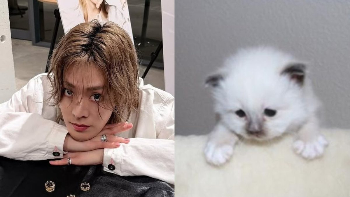 yuta as cats 𑄝 tweet media