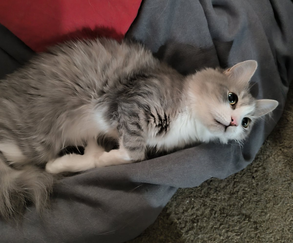 Чипстрид - неутомимая кринж-машина tweet media