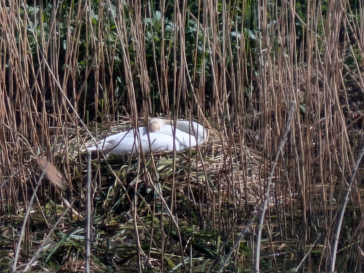 Dorje_sDooing's tweet image. One of the resident pairs of the #MuteSwans has built a nest. This is going to be fun to track the progress. #Bird #Birding