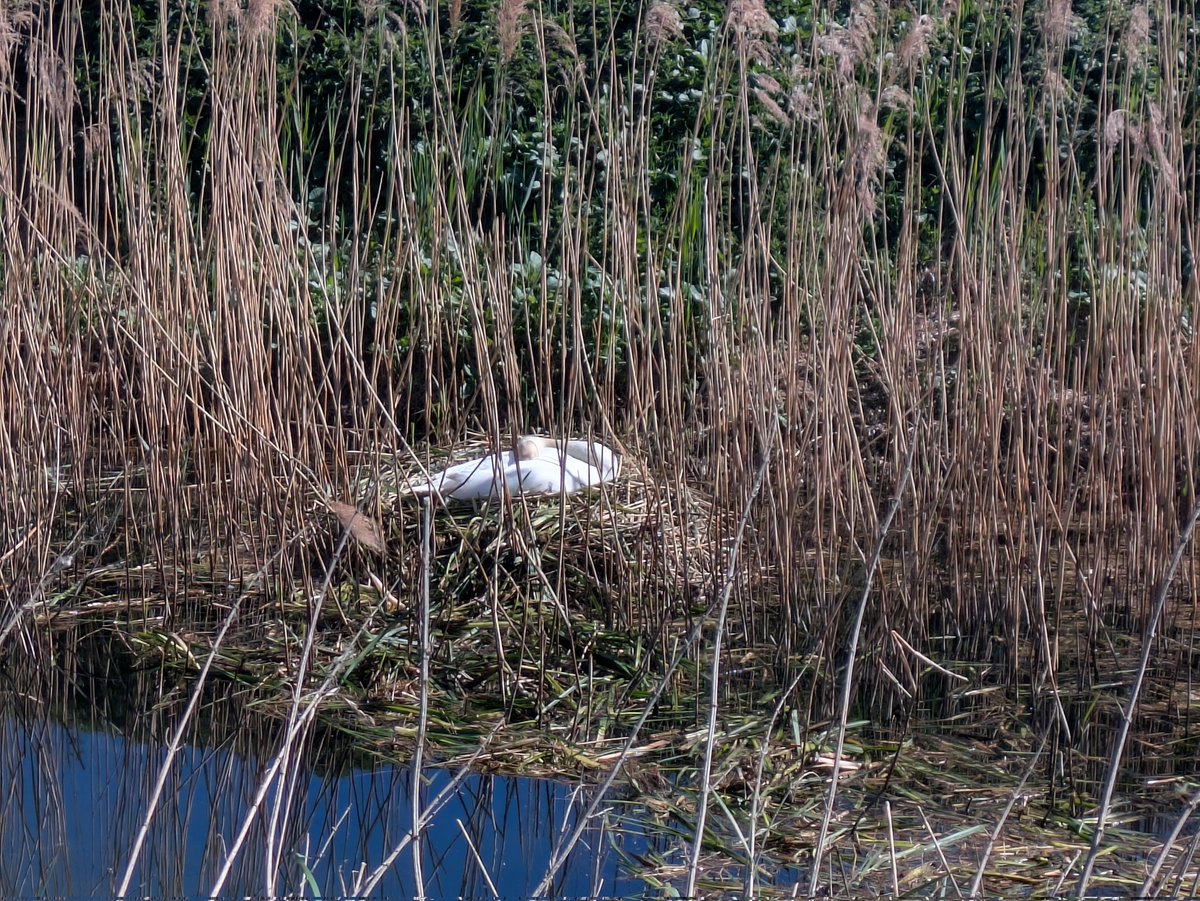 Dorje_sDooing's tweet image. One of the resident pairs of the #MuteSwans has built a nest. This is going to be fun to track the progress. #Bird #Birding