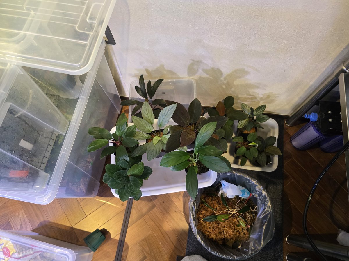 草屋(愛好家)笑 tweet media