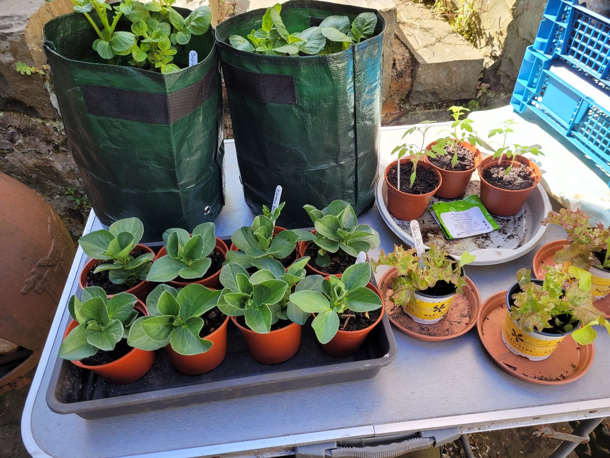 dovecotenursery's tweet image. Veg plants on the table today 😀 #anglesey #local #seasonal #chef