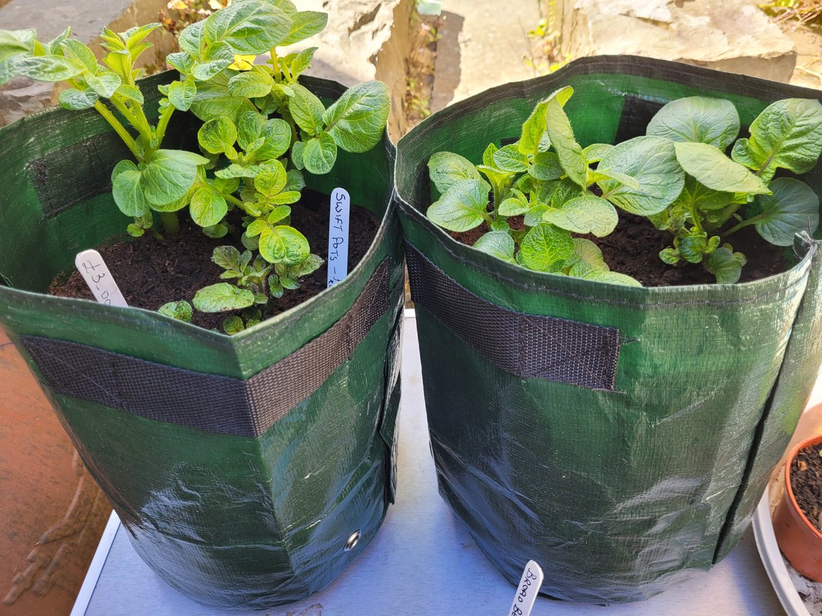 dovecotenursery's tweet image. Veg plants on the table today 😀 #anglesey #local #seasonal #chef
