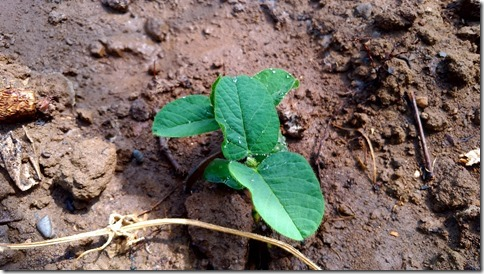 masa_zx's tweet image. ／
✅4月21日の想い出
＼
📅2019年4月21日
畑の復活に奔走した日々～

📰順調に成長する枝豆だけど。。｜畑復活への道～ blog.ezic.info/11551.html 

#過去を振り返る #blog