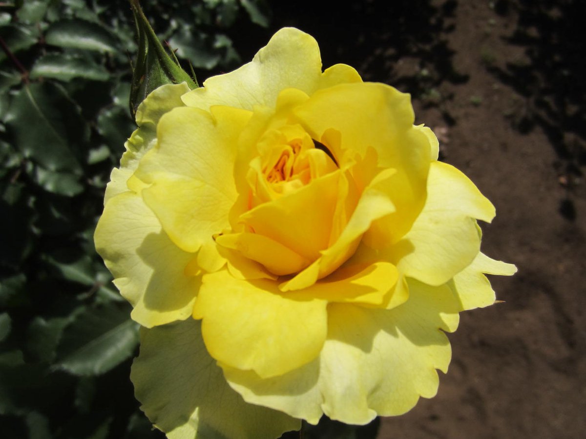 薔薇の呟きNO3869 ゴールデン・メタイヨン
イエローが素敵🌹
ふわふわと優しい #花 #写真好きな人と繋がりたい #ファインダー越しの私の世界 #TLを花でいっぱいにしよう #薔薇