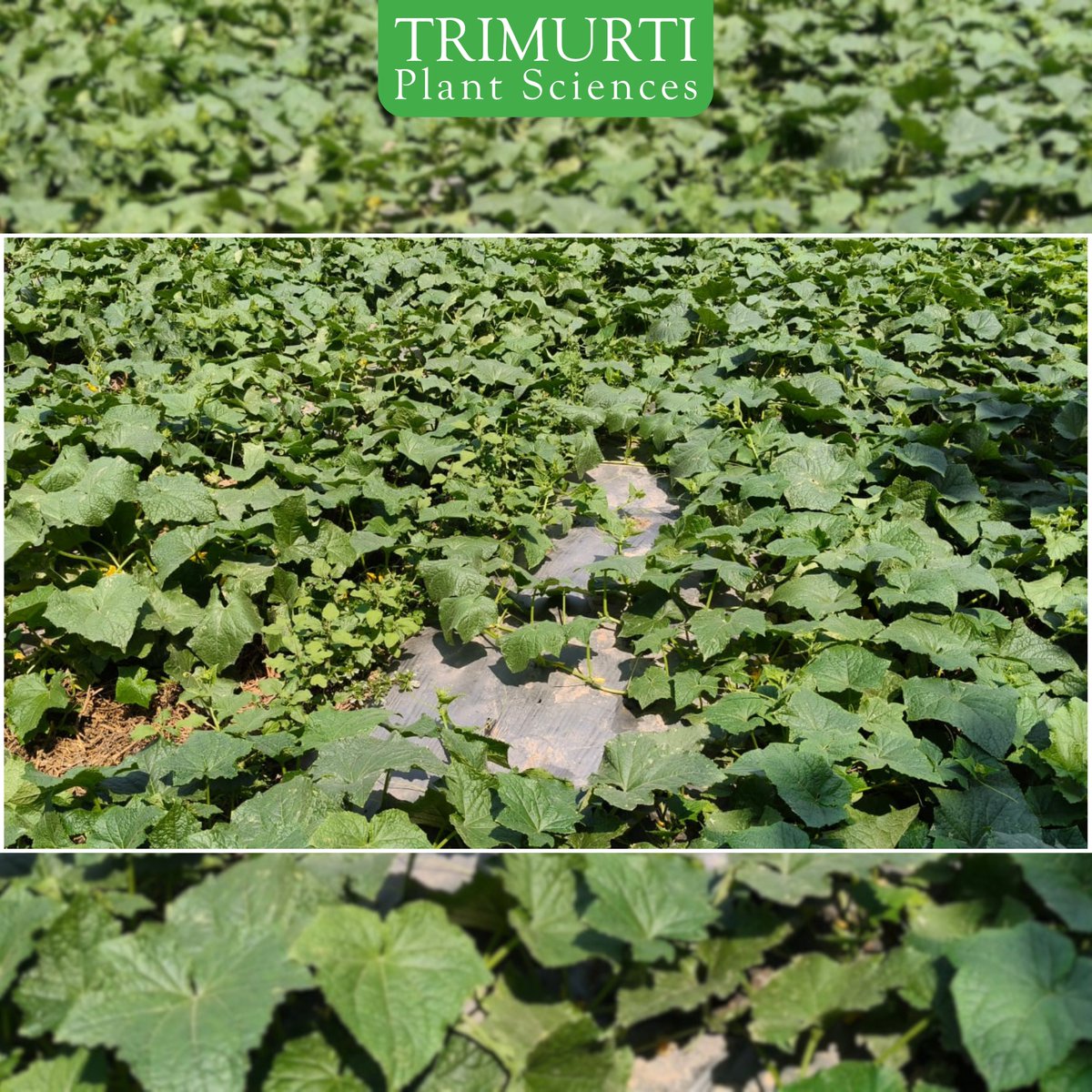 🥒 हाइब्रिड खीरा की दमदार किस्म – झरोखा TMCU -3112
बेहतर बढ़वार, अधिक फल सेटिंग और शानदार उत्पादन के लिए किसानों की भरोसेमंद पसंद।

उन्नत गुणवत्ता के साथ त्रिमूर्ति की हाइब्रिड खीरा किस्म झरोखा TMCU -3112

✔ मजबूत पौधे
✔ ज्यादा फल और बेहतर गुणवत्ता

 संपर्क करें:9959097764