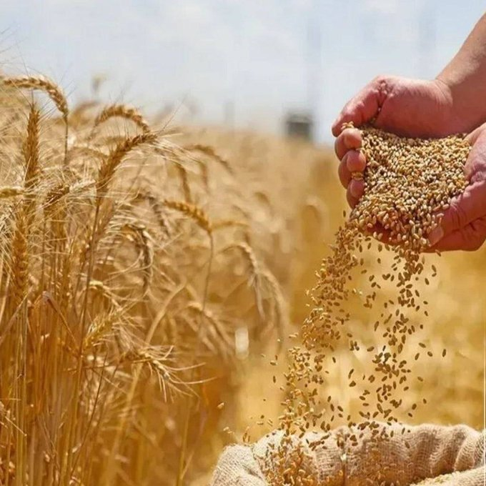 ياسر الخيرو tweet media