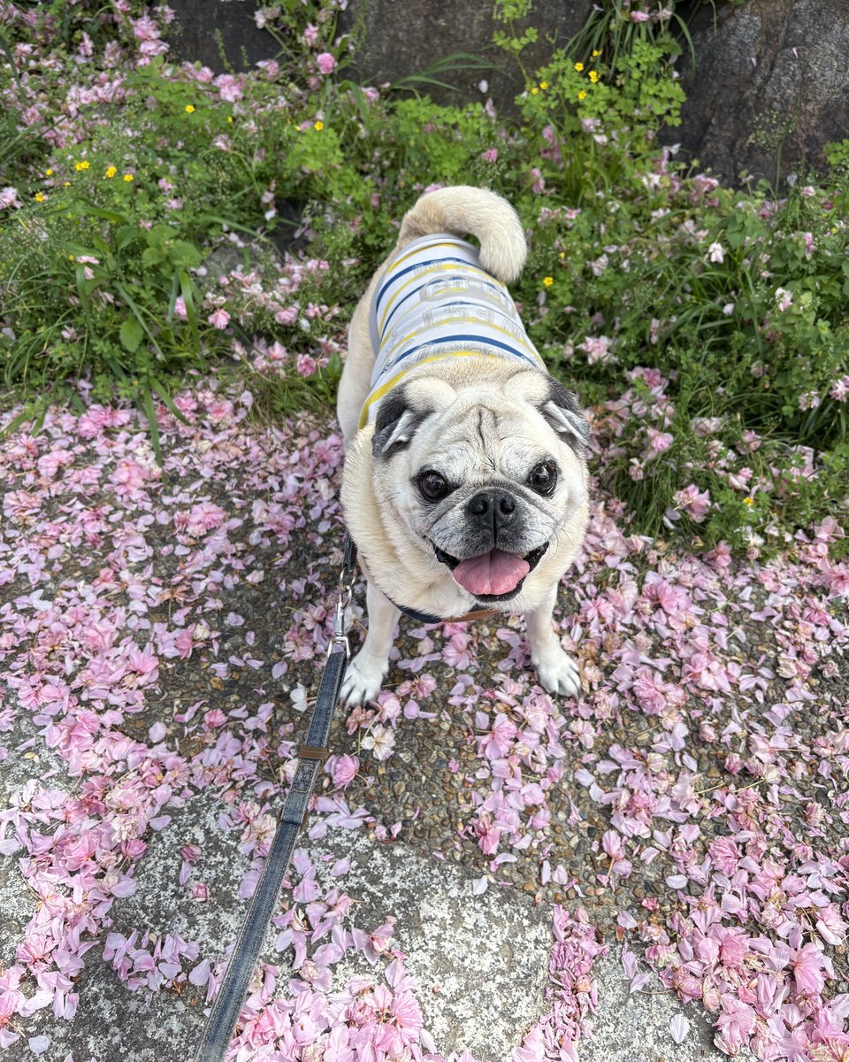 satomaimo's tweet image. 桜の季節も終わりですね
#パグ　#pug