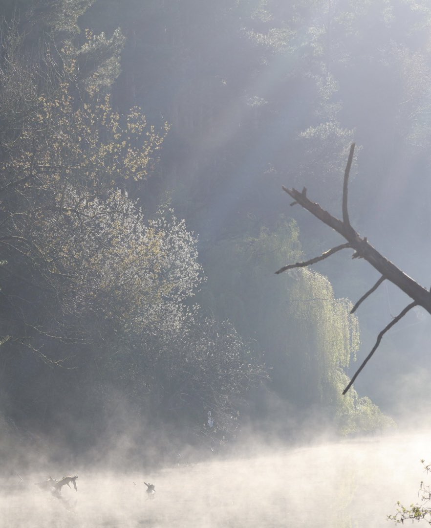 JP_Biz's tweet photo. Dramatic interplay of mist &amp; sun this morning https://t.co/BbepTHGOiq