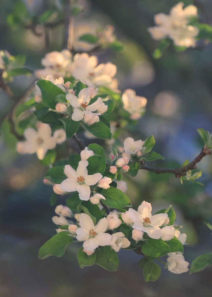 mchesner's tweet image. The apple blossoms are almost all open now, and are able to catch the light of golden hour in beautiful and wonderful ways!

#GoldenHour #SpringFlowers #AppleBlossoms #TrumbullCT #Connecticut