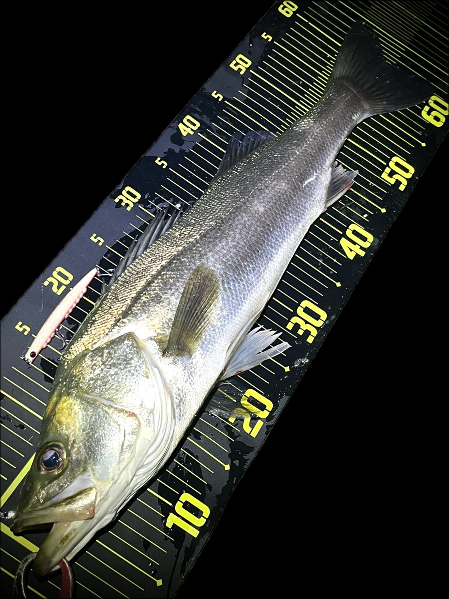 ポン酢🎣 tweet media