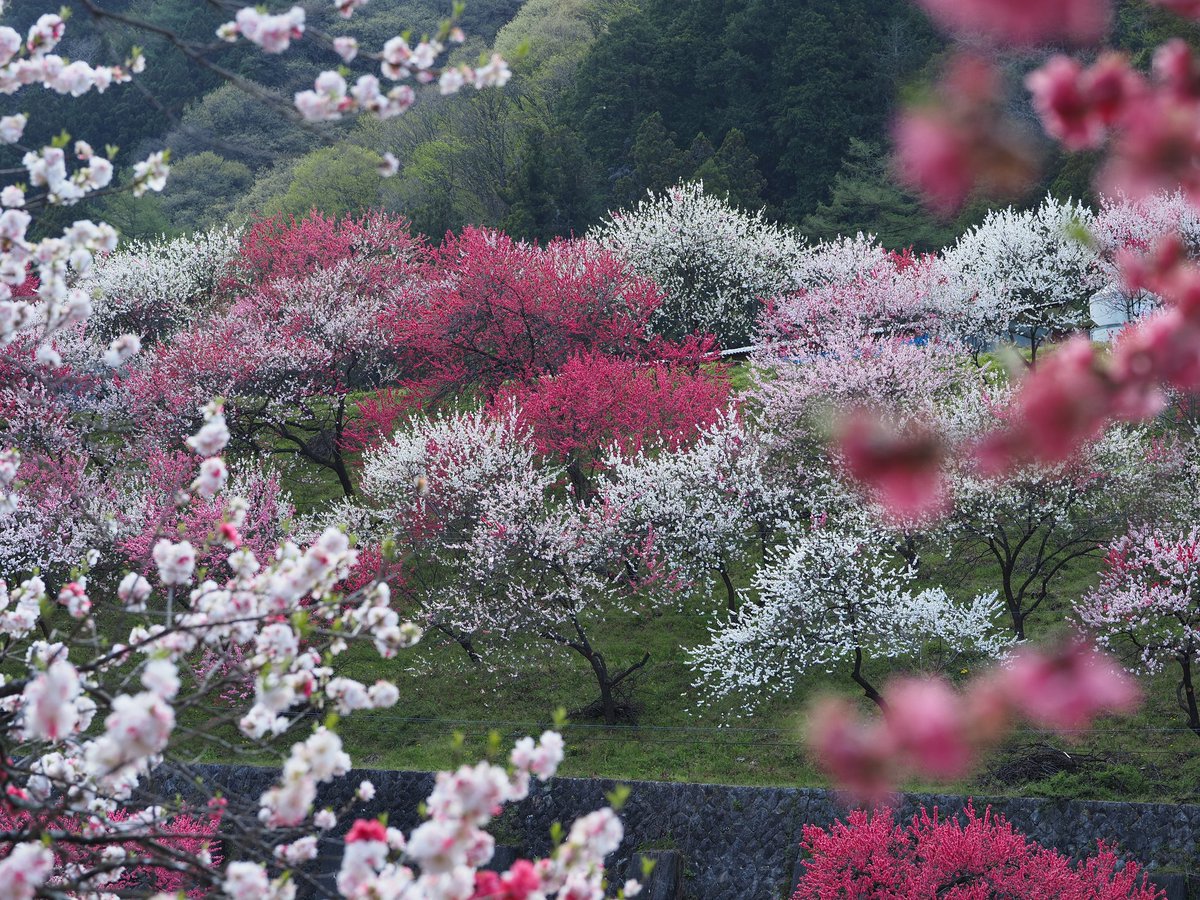 mikaringo🍎♡ tweet media