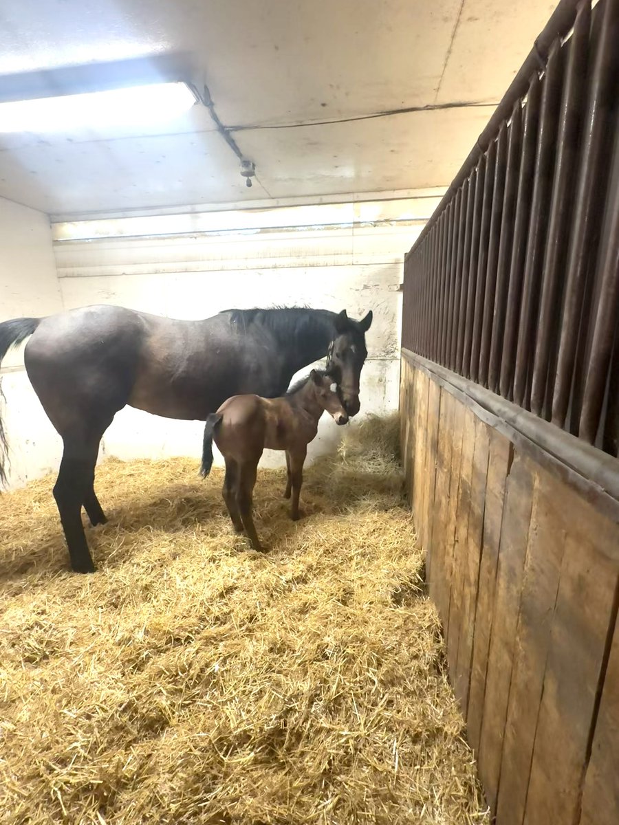 What’s the hardest part about being a small time breeder!? 

Knowing that the right thing is to breed your mare back. Which means you have to haul, drop off and leave your mare and FOAL with someone else for 30 days. Thank goodness Bella is a rockstar! #10hourroadtrip #settled 💝