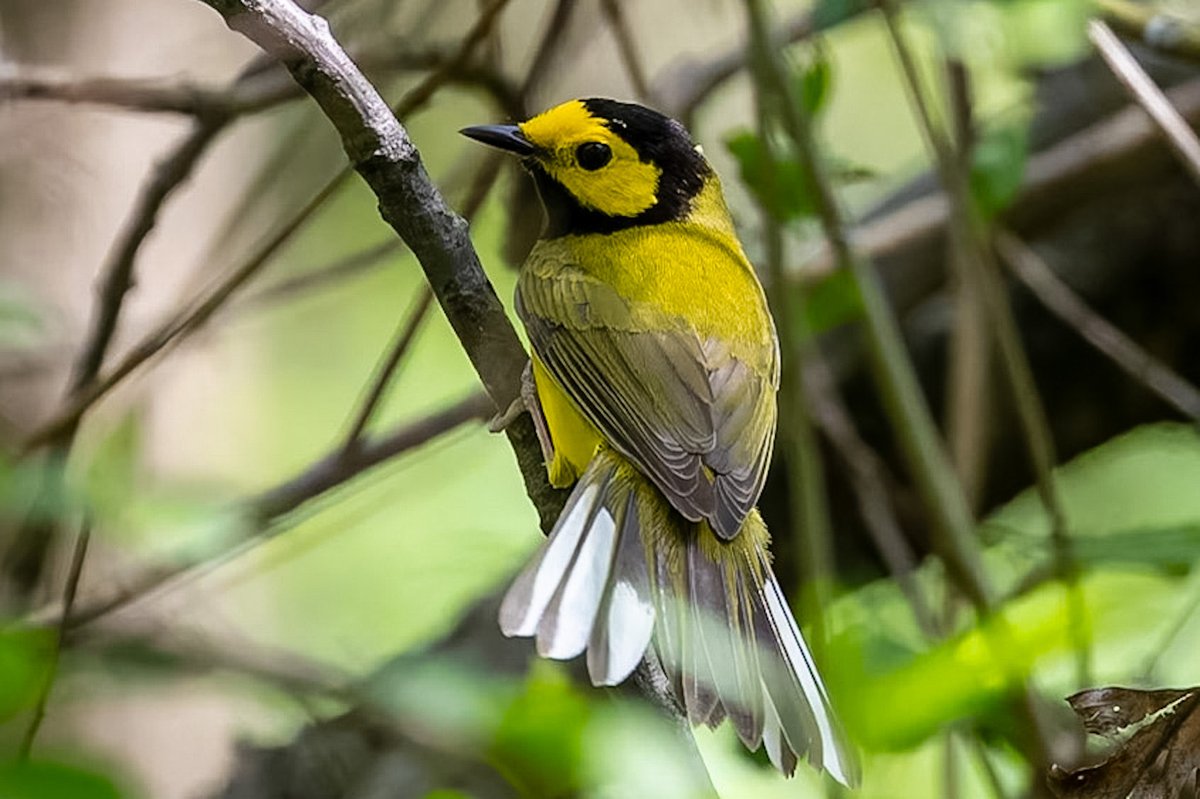 ValerieBlock's tweet image. A few more shots of the acrobatic hooded warbler who captivated a crowd on Saturday #birdcpp #birding