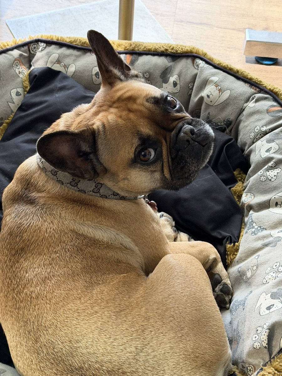 Celluzzi tweet media