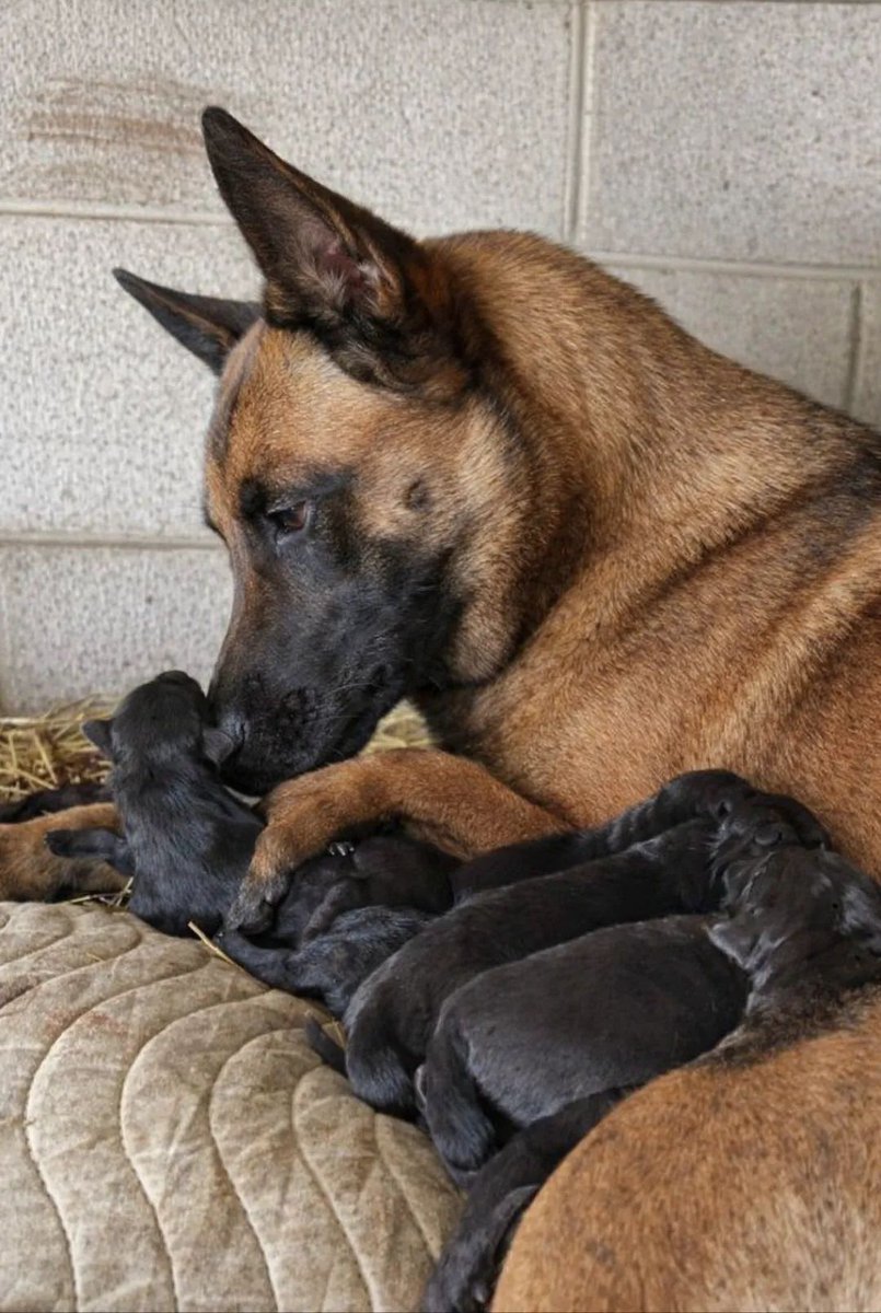 malinois_Lovers tweet media