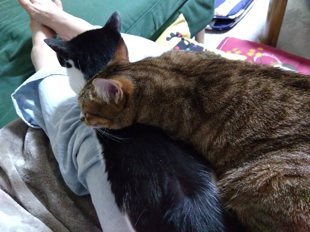 何故人の上で姉妹重なるのだよ…
君たち…重たい…