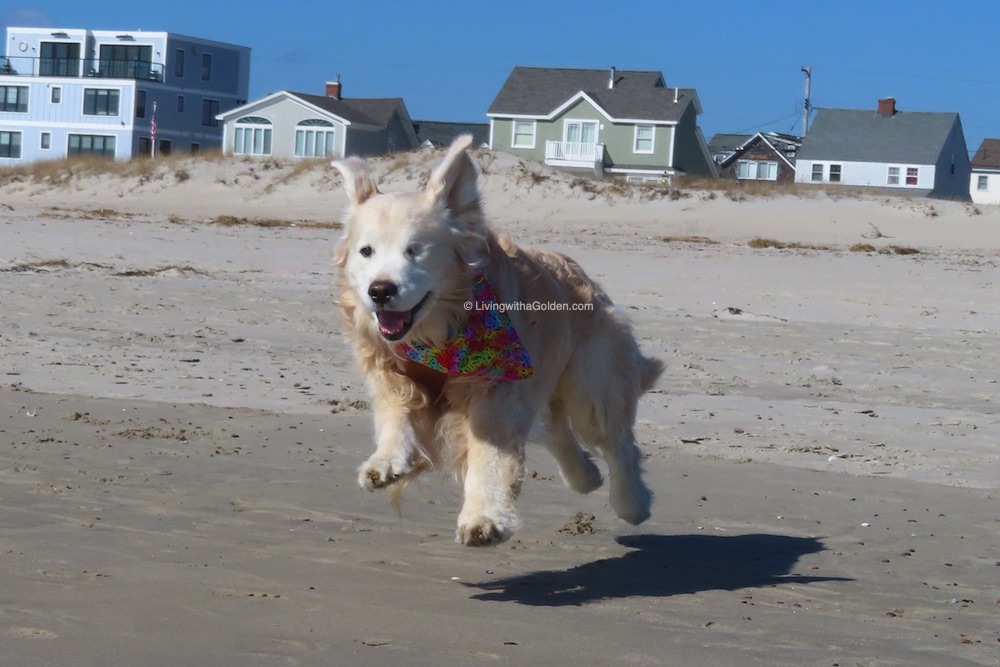 MaineGolden's tweet image. For everyone running today's Boston Marathon, here is some #MondayMotivation from Phish...
🎶Run, run, run, run
Run, run, run, run
Run, run, run, run
Run, run, run, run
Set the gearshift for the high gear of your soul
You've got to run like an antelope: out of control!🎶🥇