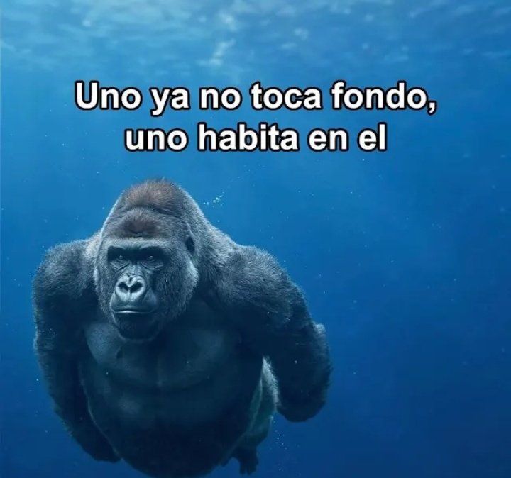 Luxty_1w3/ seguramente limitado tweet media