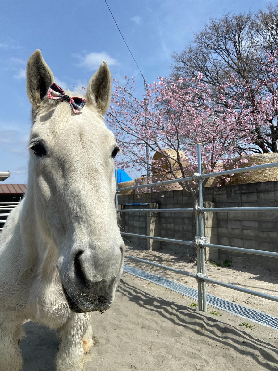 ミルキーお誕生日協賛をして下さった方々へ。
協賛して下さりありがとうございました！帯広は昨日桜が開花しました🌸
ミルキーは毎日トレーニング頑張っています。
皆さんも毎日健やかであられますように🌸