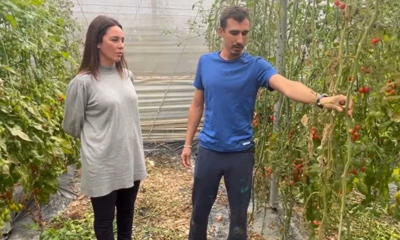 👉Plantas menos sensibles a rugoso y fusarium con la vía fisiológica desarrollada por Ecoculture 🌱
agroautentico.com/2026/04/planta…

<a href="/ecoculturebs/">Ecoculture Biosciences</a> 

#agricultura #agro  #nutriciónvegetal