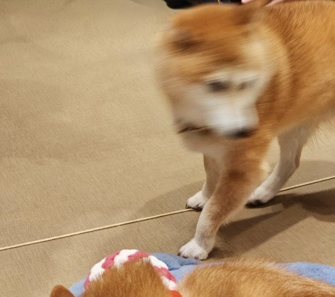 植竹沙彩香 tweet media