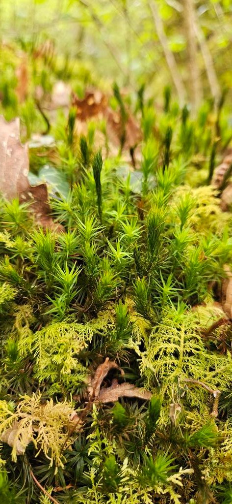 ktulu_r's tweet image. Ulubione maDkow rosliny, paprocie i mech. Chce taki ogrod. #wild #Wales #plants