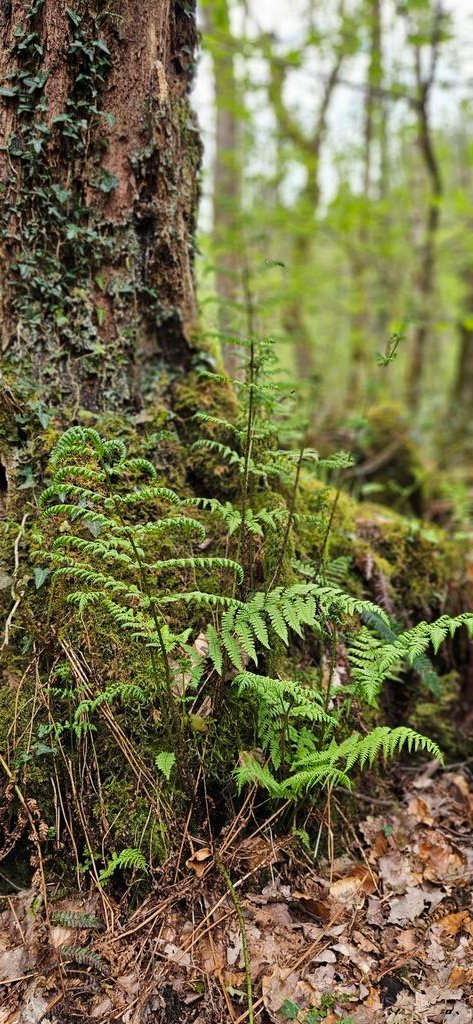 ktulu_r's tweet image. Ulubione maDkow rosliny, paprocie i mech. Chce taki ogrod. #wild #Wales #plants