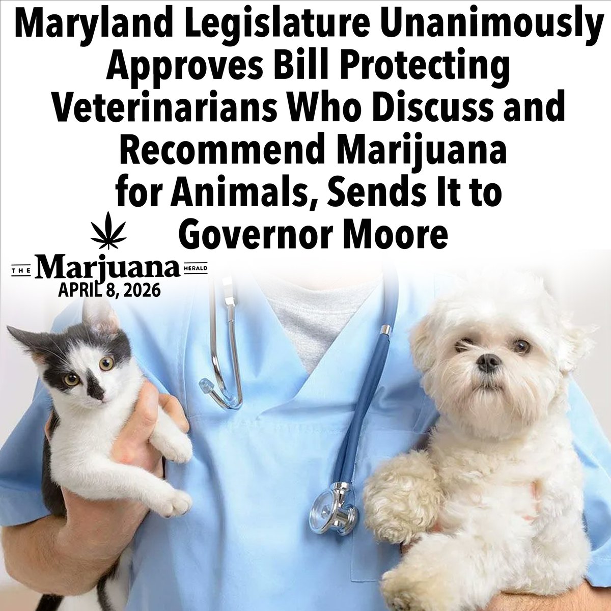 MontelCannabis's tweet image. NEWS

You Might Have Missed

@VetNews 
@veterinarianmag 
@ivetpetcare 

#veterinarians #dog #cat #pets #petcare #education #community #healthcare #pet #doglovers #catlover #dogandcat #change #care