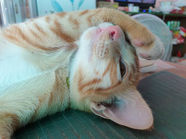 แซลม่อน 🤍🧡💜 tweet media