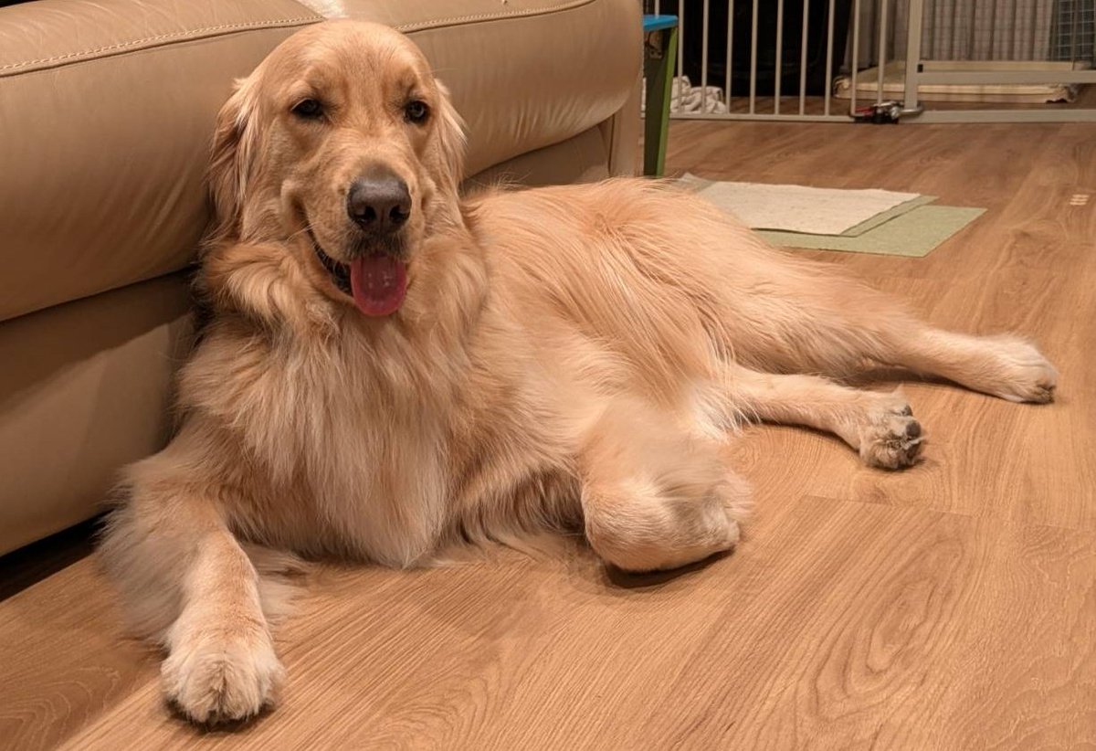 ライチ@クズ卓 tweet media